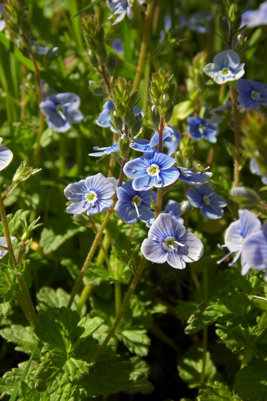 Image of Veronica chamaedrys specimen.