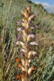 Orobanche cumana. Верхушка соцветия. Крым, окр. Феодосии, Курортное, пустынно-степной склон (паразитирует на Artemisia taurica). 20 мая 2018 г.