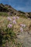 Armeria ruscinonensis. Цветущие растения. Испания, Каталония, провинция Жирона, комарка Альт-Эмпорда, муниципалитет Кадакес, мыс Креус, обнажения сланцев. 01.04.2019.