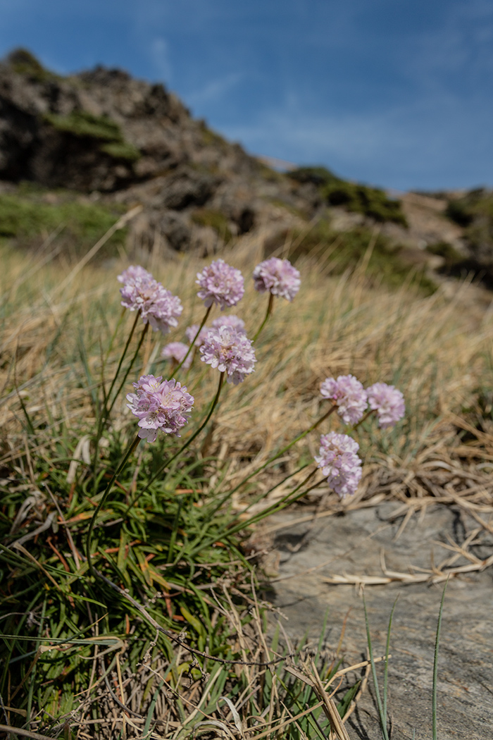 Изображение особи Armeria ruscinonensis.