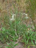 Jurinea charcoviensis