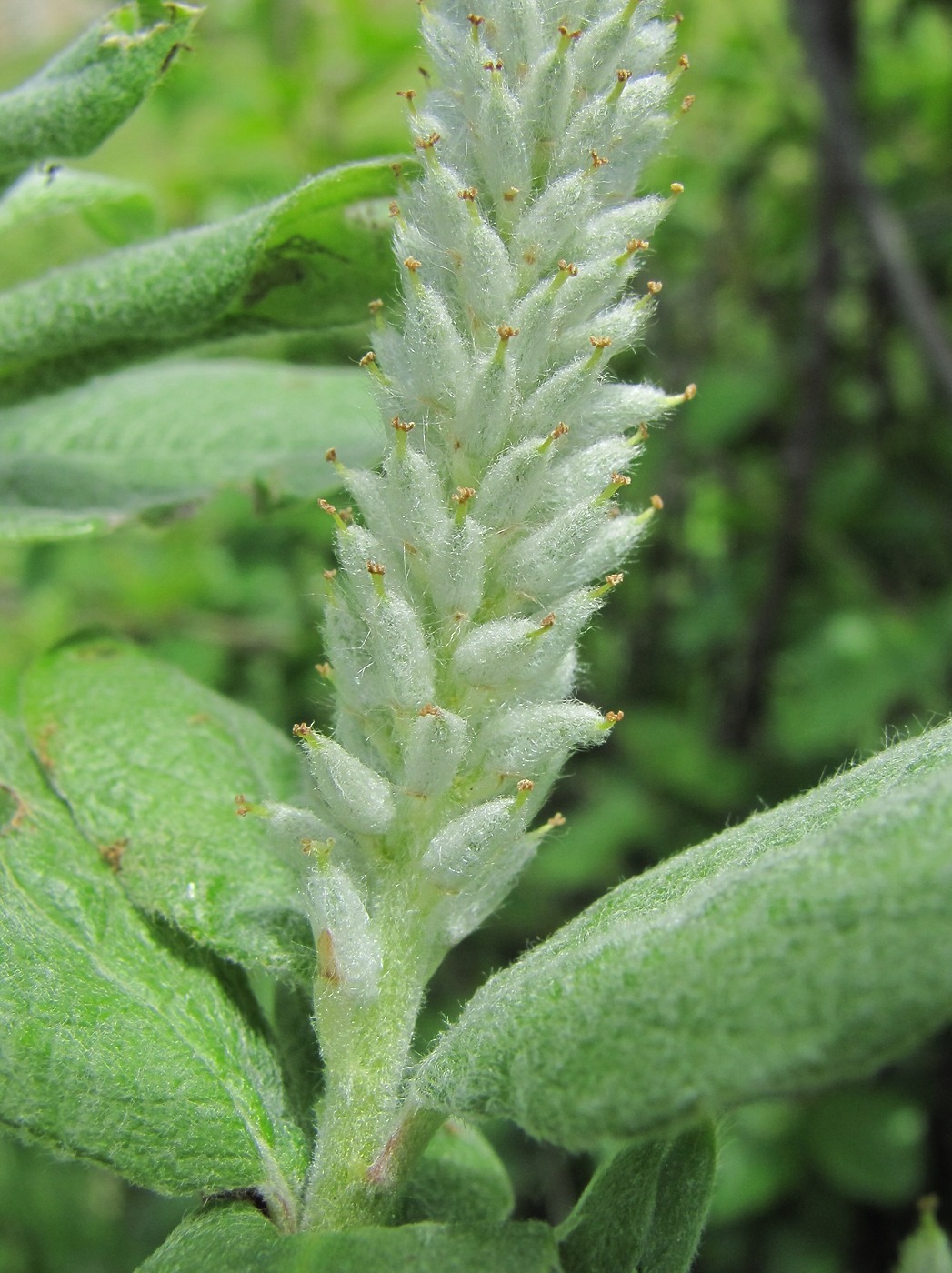 Изображение особи Salix kuznetzowii.