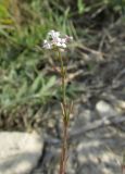 Asperula supina