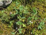 Potentilla nivea