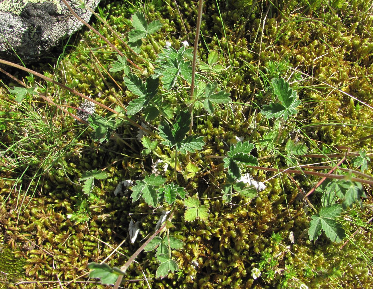 Изображение особи Potentilla nivea.