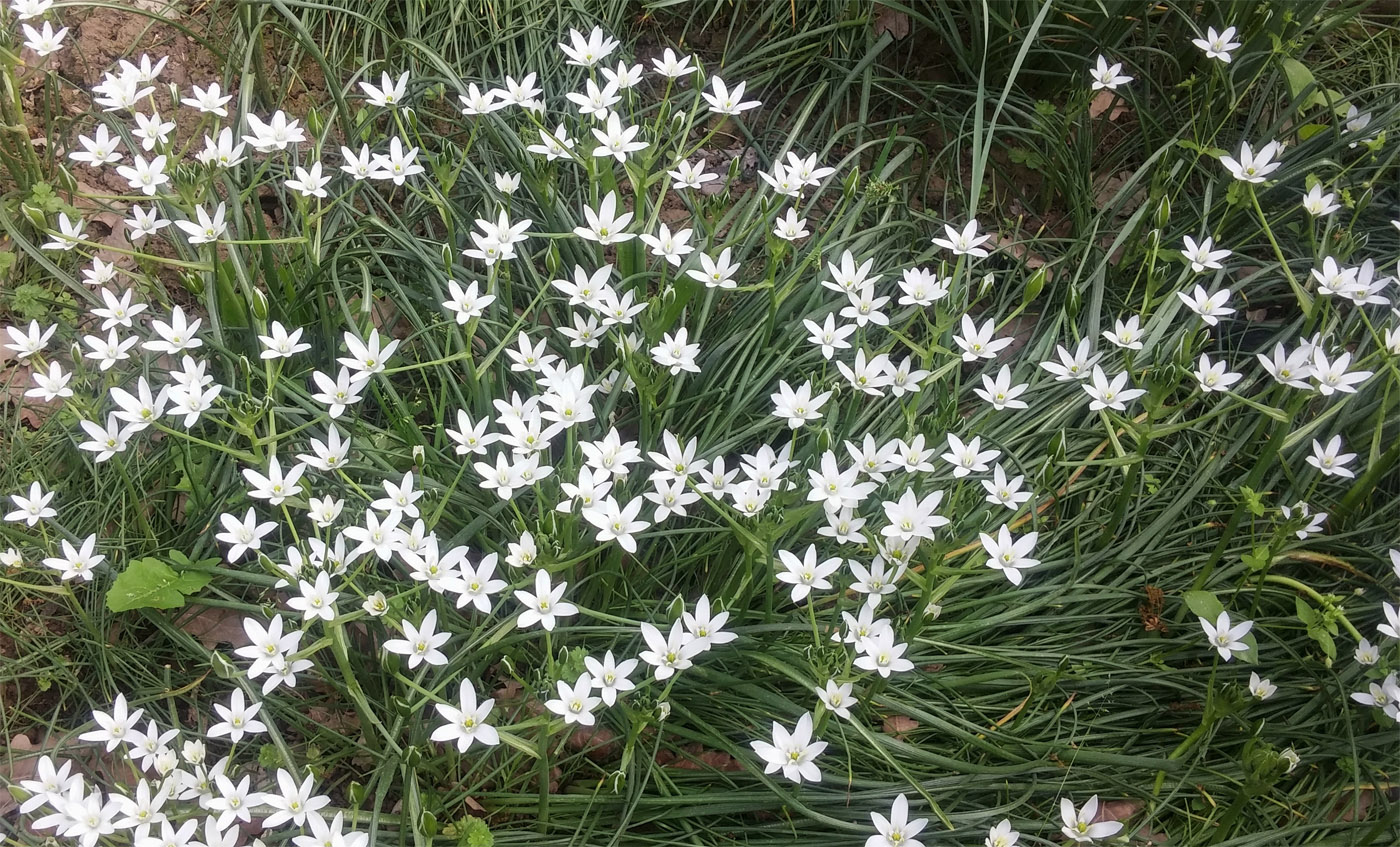 Image of Ornithogalum kochii specimen.