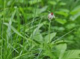 Lychnis fulgens. Верхушка побега с распускающимся соцветием. Приморский край, Шкотовский р-н, окр. с. Новонежино, обочина зарастающей тропинки в лесу. 12.06.2019.