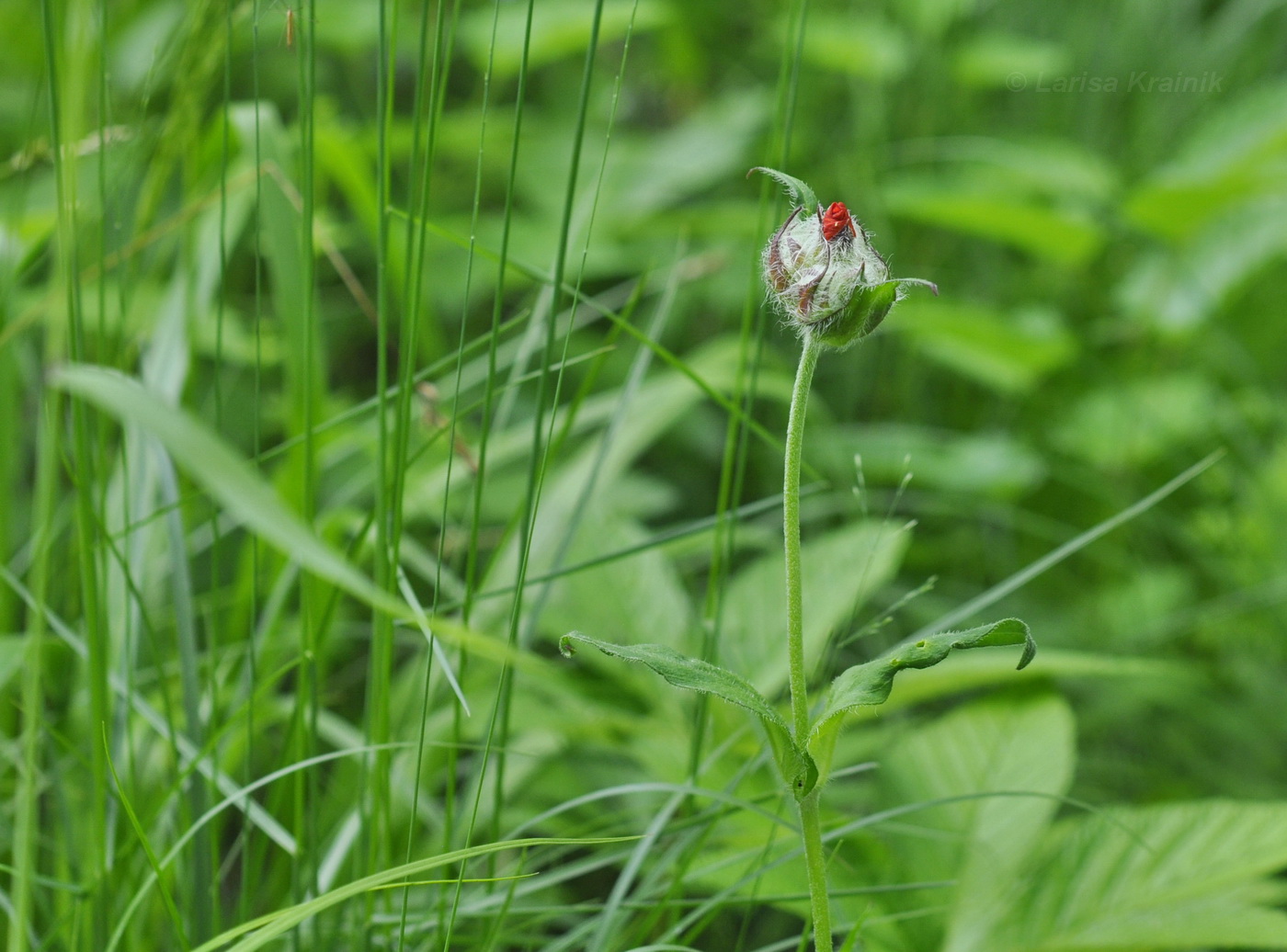 Изображение особи Lychnis fulgens.