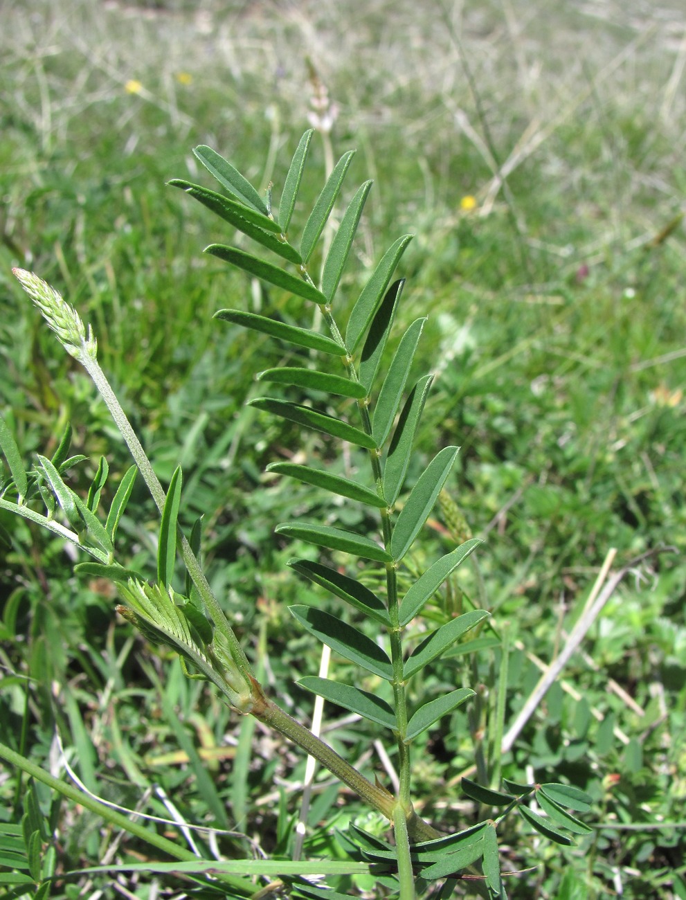 Image of Onobrychis petraea specimen.