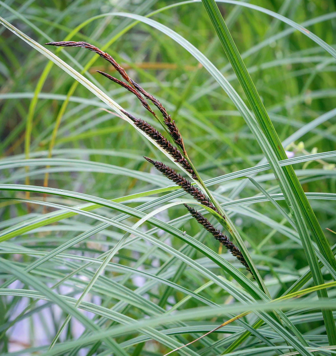 Изображение особи Carex acuta.