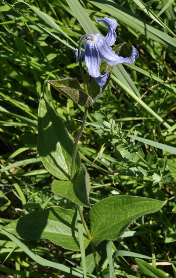 Image of Clematis integrifolia specimen.