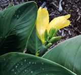 genus Canna. Верхушка расцветающего растения и части листьев в дождевых каплях (культивар 'Tropical Yellow'). Латвия, Рига, Ботанический сад Латвийского университета, экспозиция декоративных растений, в культуре. 05.08.2016.