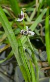 Sagittaria sagittifolia. Верхушка цветущего растения с сидящими насекомыми. Пермский край, Кунгурский р-н, долина р. Шаква в р-не дер. Комарово, у воды. 28 августа 2019 г.