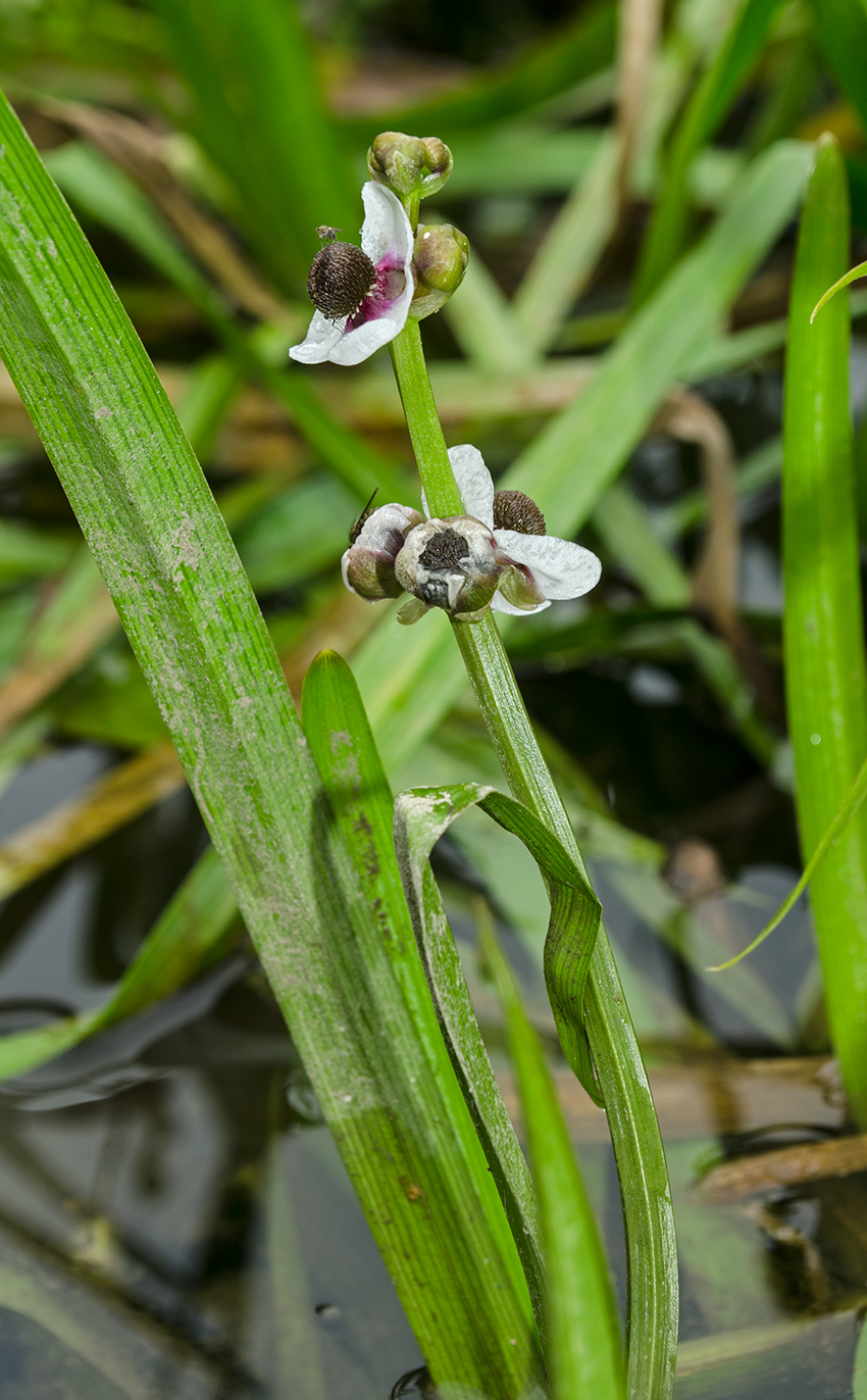 Image of Sagittaria sagittifolia specimen.