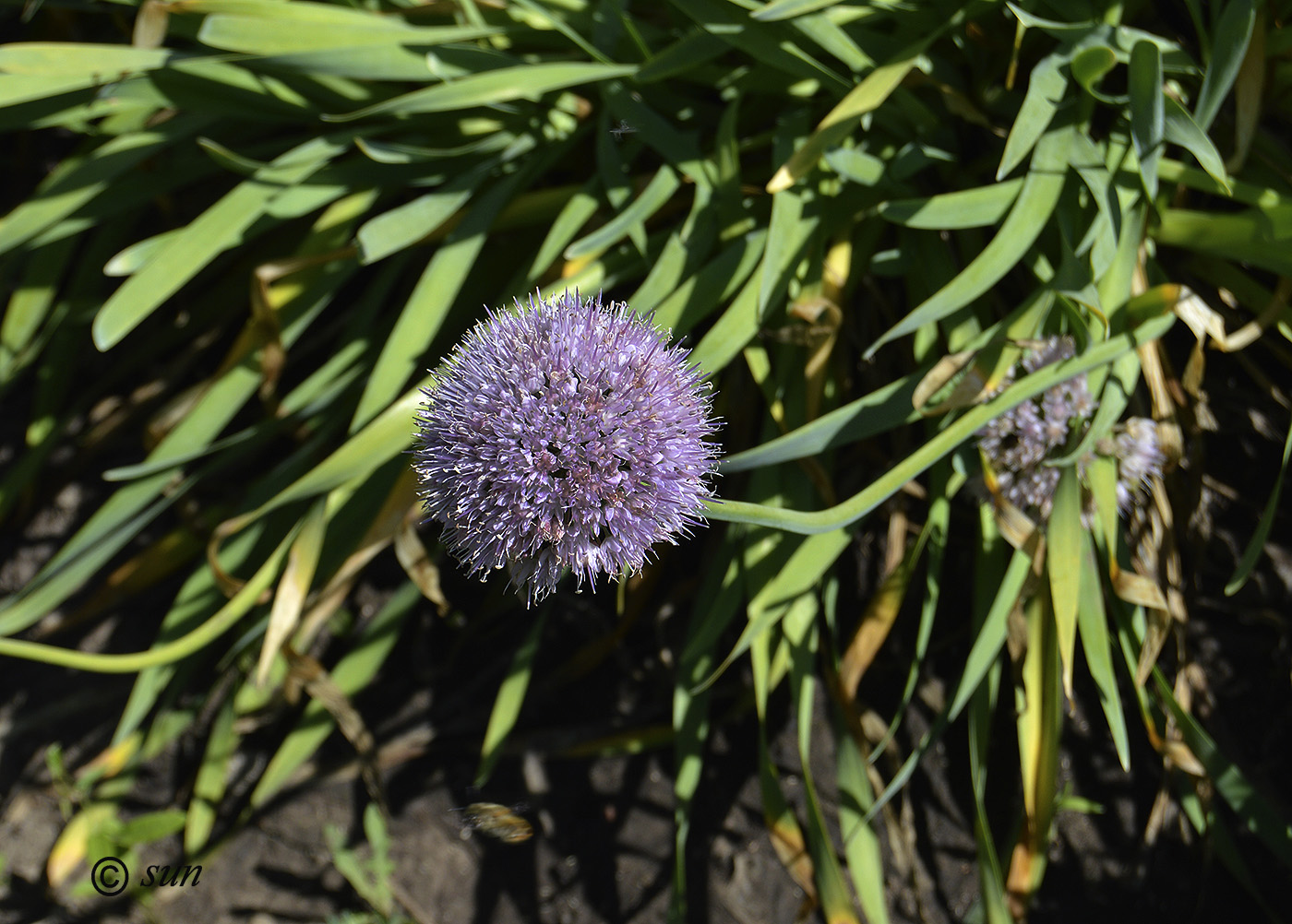 Image of Allium nutans specimen.