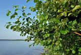 Alnus glutinosa. Ветвь взрослого дерева. Челябинская обл., Аргаяшский р-н, берег оз. Увильды, песчаный пляж. 04.08.2019.