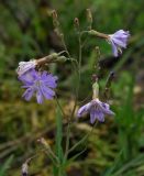 Lactuca sibirica