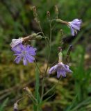 Lactuca sibirica. Верхушка цветущего растения. Пермский край, г. Пермь, Кировский р-н, заброшенный песчаный карьер, суходольный луг. 10.08.2019.