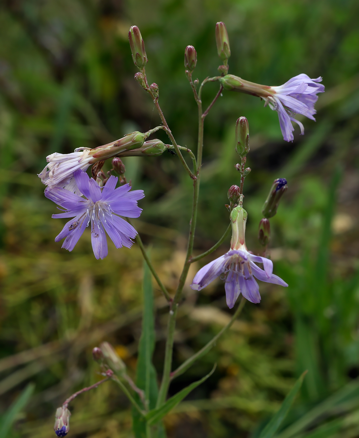 Изображение особи Lactuca sibirica.