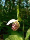 Cypripedium guttatum