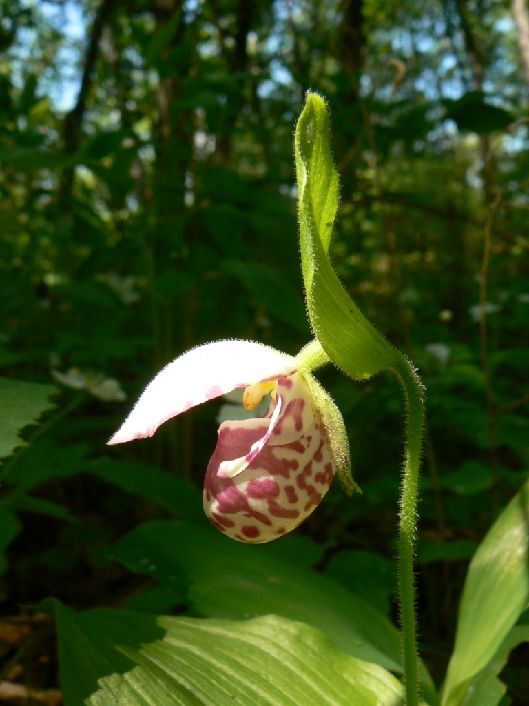 Image of Cypripedium guttatum specimen.