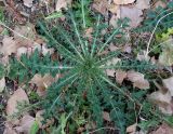 genus Cirsium. Розетка прикорневых листьев. Астраханская обл., окр. Пойменного, полоса между дорогой и лугом. 24.09.2019.