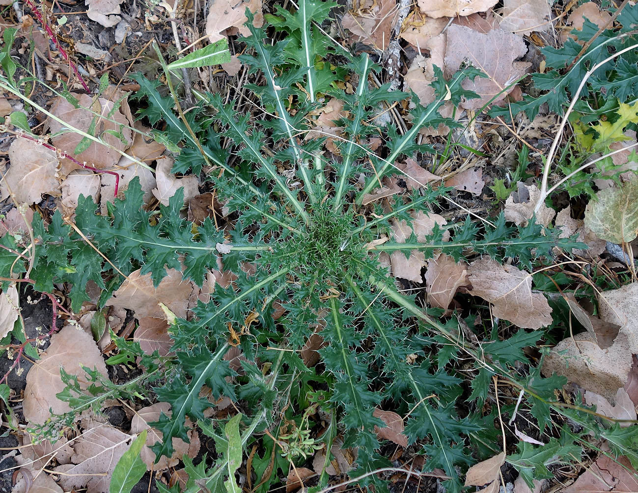 Изображение особи род Cirsium.