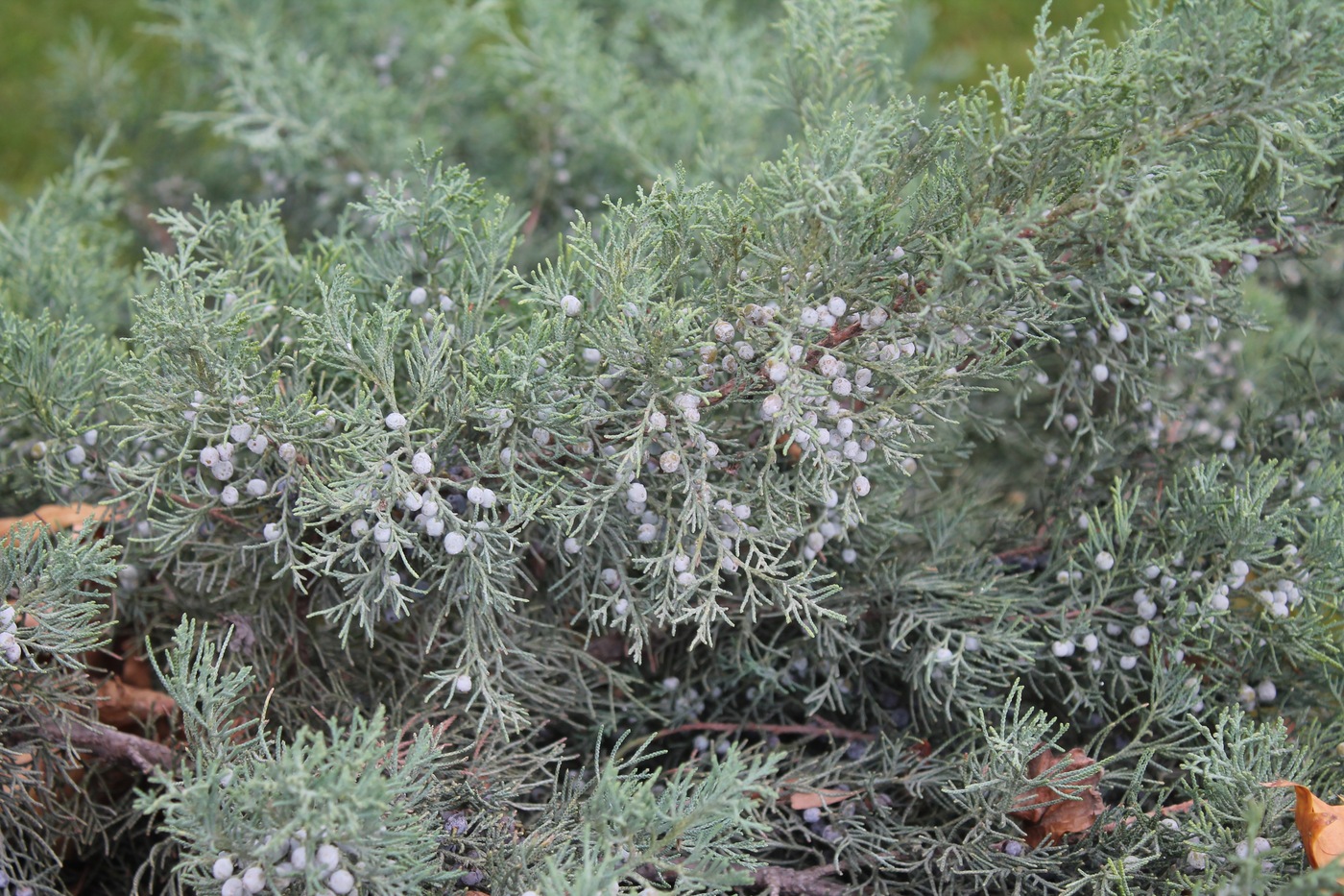 Изображение особи Juniperus virginiana.