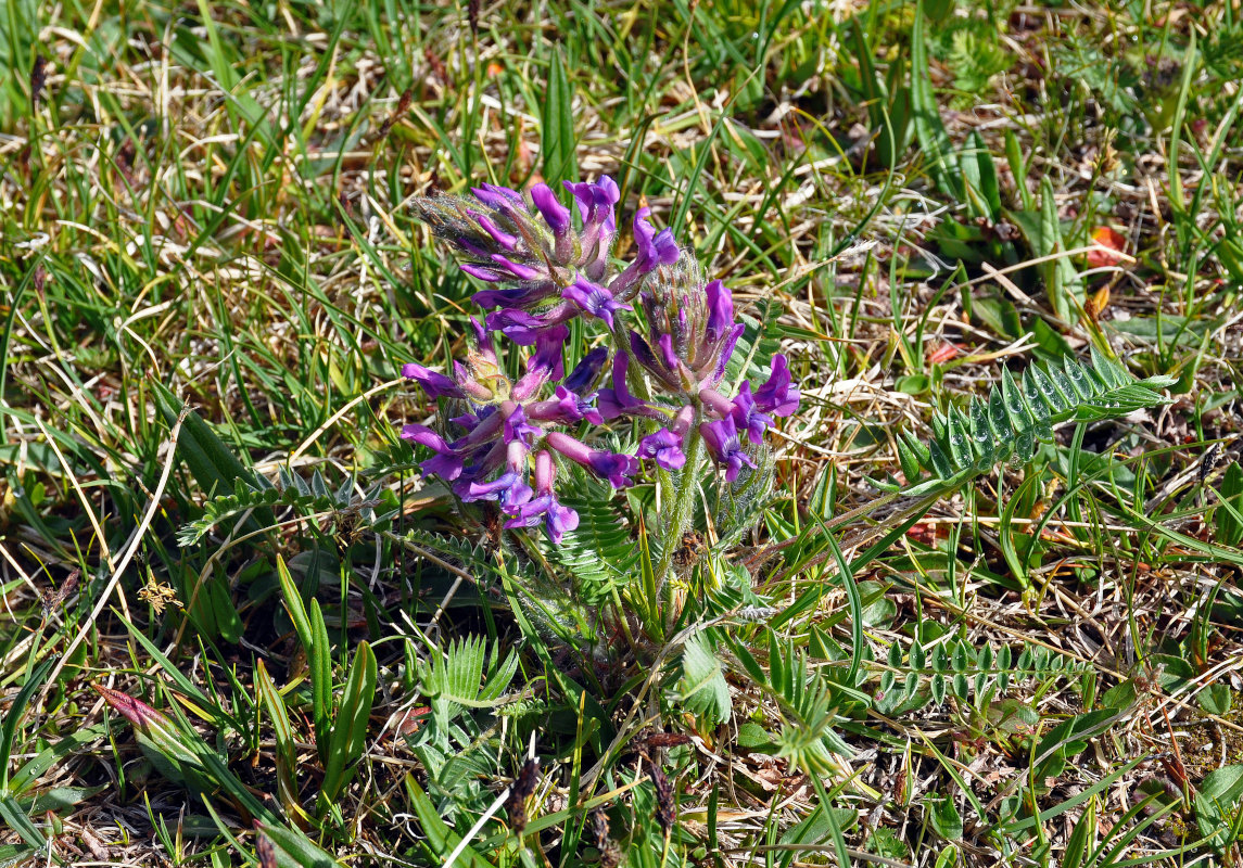 Изображение особи Oxytropis strobilacea.