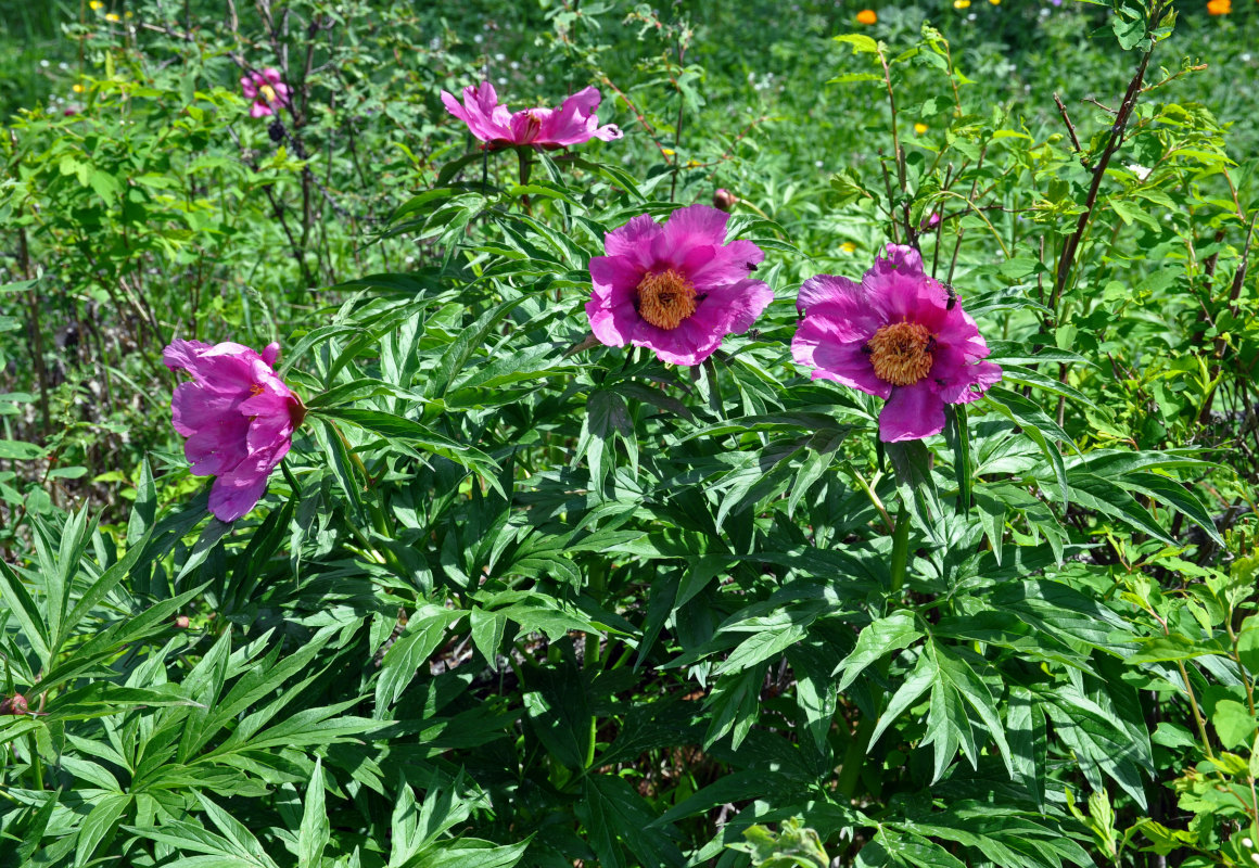 Image of Paeonia anomala specimen.