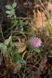 Trifolium pratense. Верхушка побега с соцветием. Краснодарский край, окр. села Ордынка, 190 м н.у.м., лес. 04.01.2020.