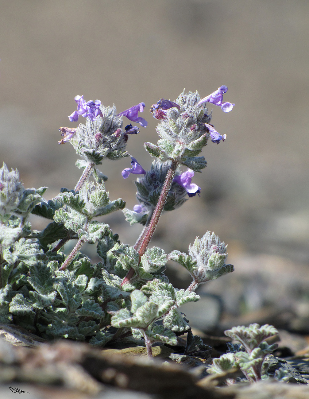 Image of Nepeta kokanica specimen.