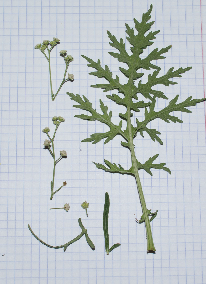 Image of Parthenium hysterophorus specimen.