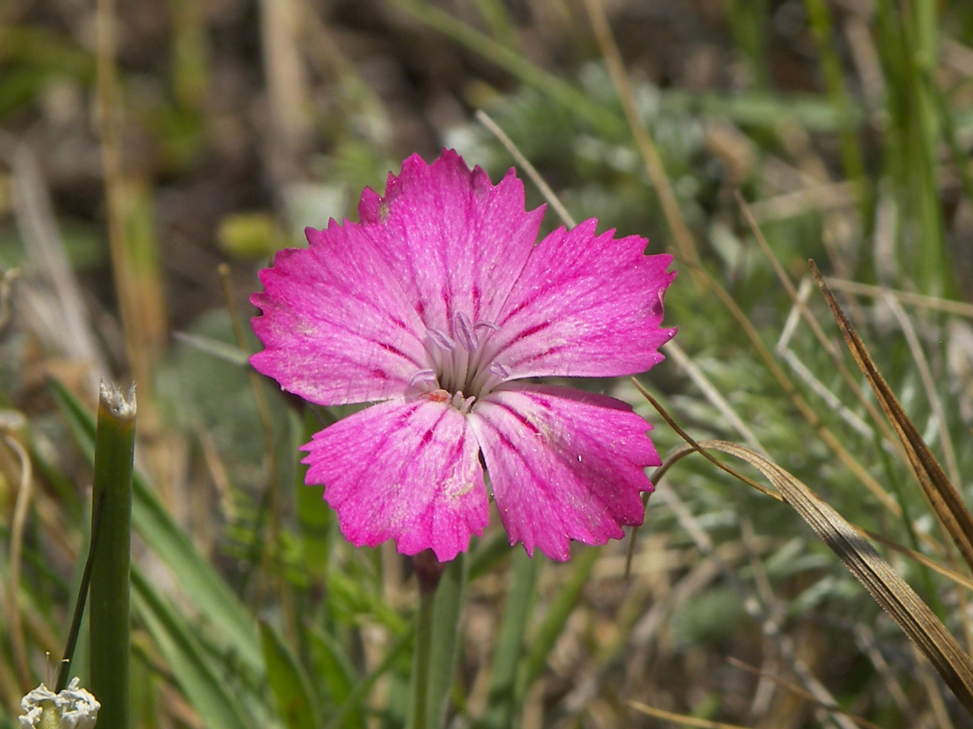 Image of Dianthus oschtenicus specimen.