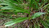 Dactylorhiza fuchsii. Прикорневые листья. Пермский край, подножие Вогульского камня, долина р. Жигалан, смешанный лес, берег ручья вдоль дороги. 30.06.2010.