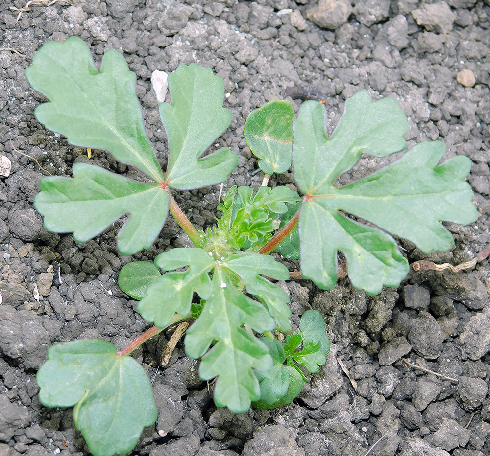 Image of Hibiscus trionum specimen.