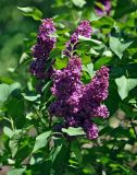 Syringa vulgaris. Верхушка ветви с соцветиями. Москва, ботанический сад МГУ \"Аптекарский огород\", в культуре. 25.05.2015.