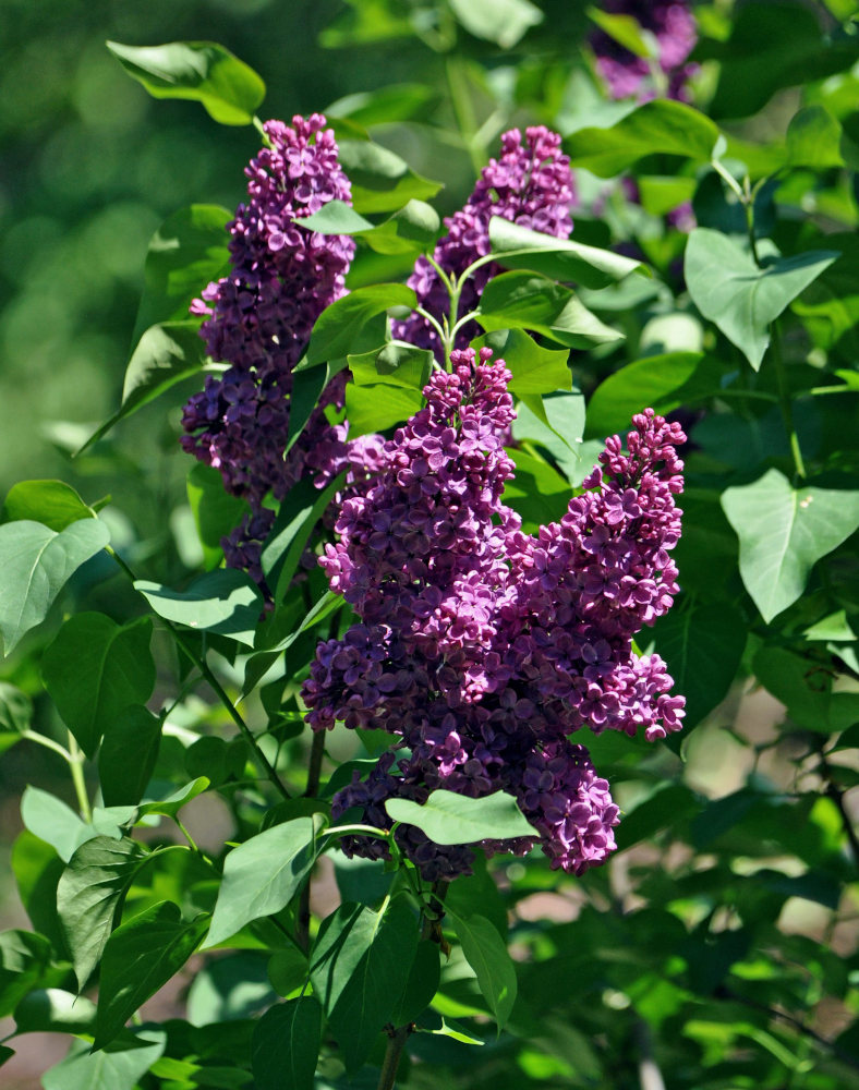 Изображение особи Syringa vulgaris.