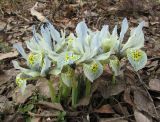 Iridodictyum &times; catharinae