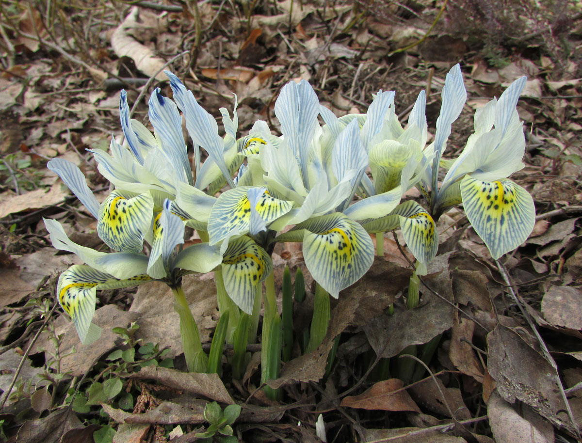 Изображение особи Iridodictyum × catharinae.