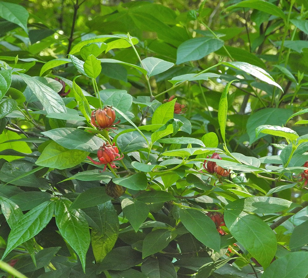 Image of Calycanthus floridus var. glaucus specimen.