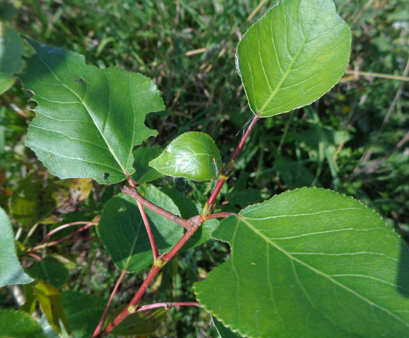 Image of Populus &times; sibirica specimen.