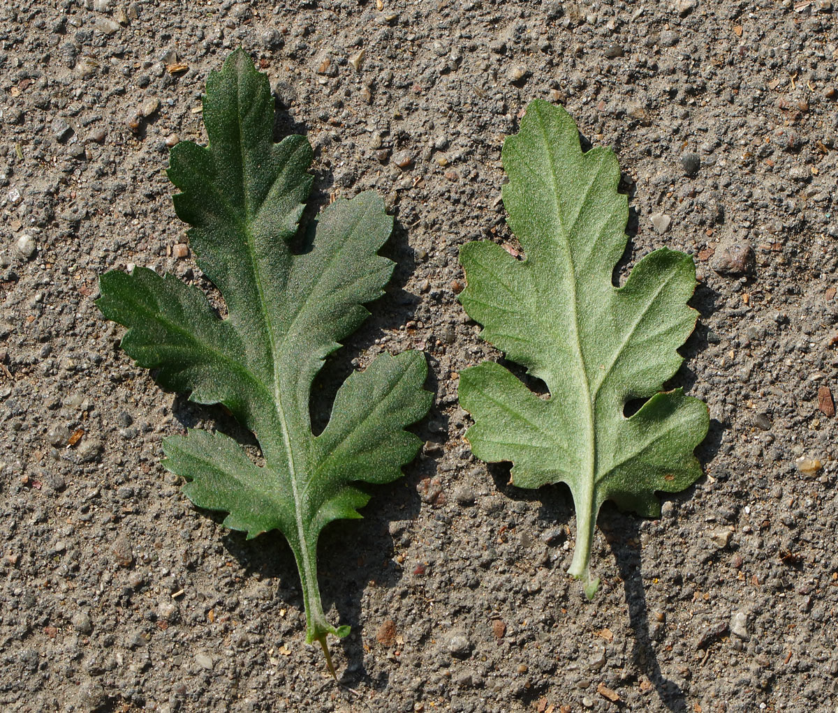 Image of Chrysanthemum indicum specimen.