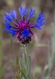 Centaurea depressa