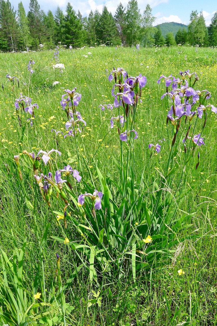 Image of Iris setosa specimen.