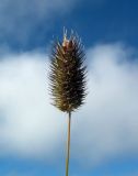 Phleum alpinum