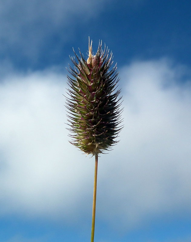 Изображение особи Phleum alpinum.