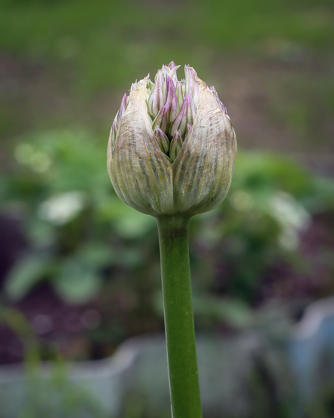 Image of genus Allium specimen.