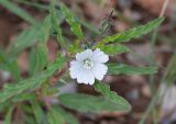 Monsonia angustifolia