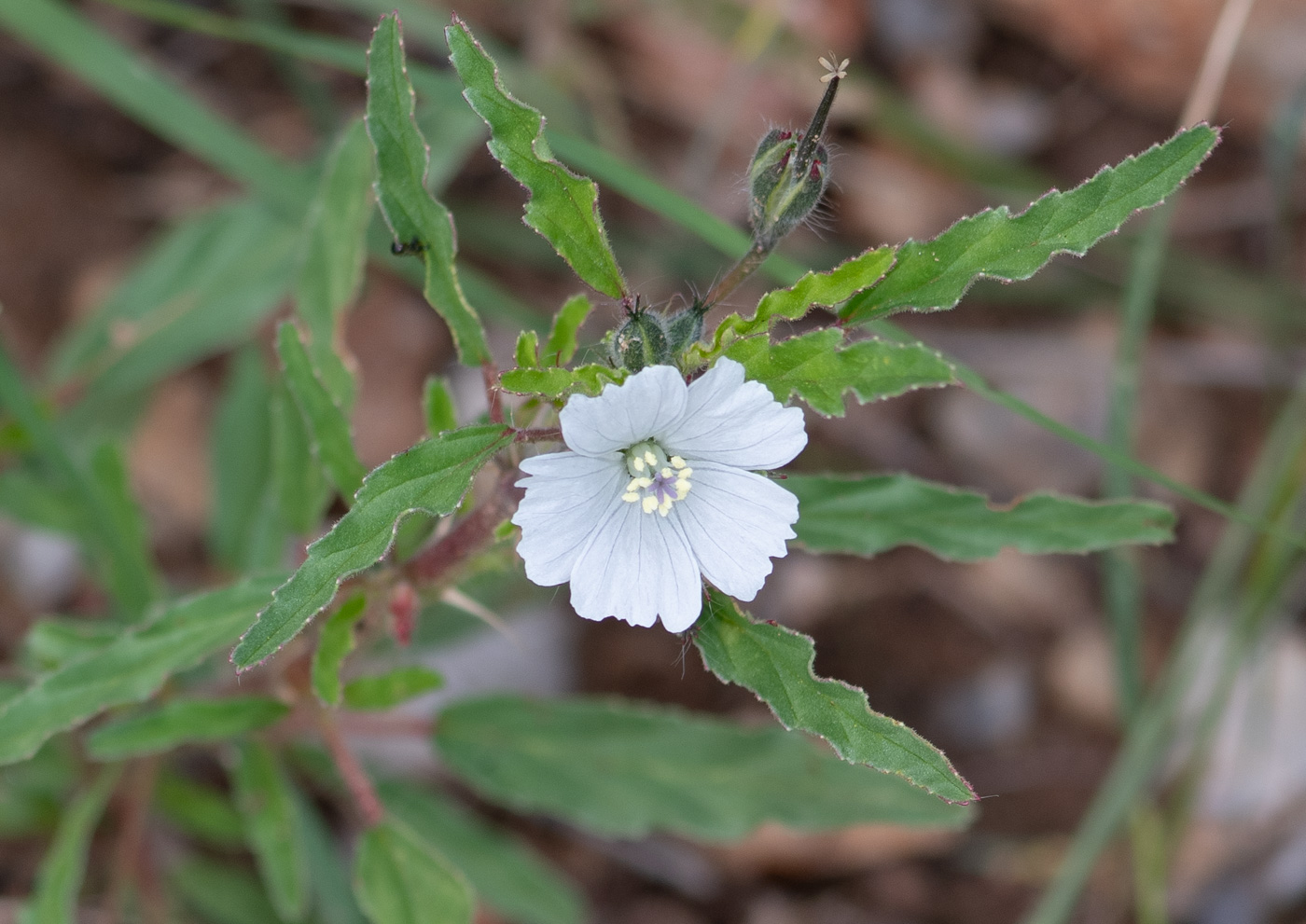 Image of Monsonia angustifolia specimen.